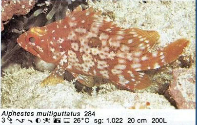 Alphestes multiguttatus